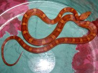 Baby D March 2012-4.jpg