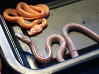 snakepic.jpg