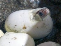snakepic1.jpg