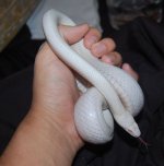 whitesnake.jpg