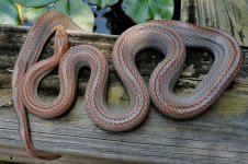 Zora 06_2014 (1 of 3).jpg