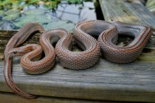 Zora 06_2014 (2 of 3).jpg