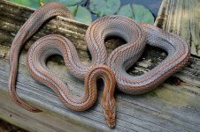 Zora 06_2014 (3 of 3).jpg