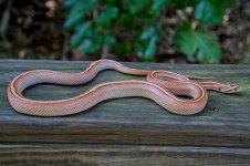 Zahara 06_2014 (5 of 7).jpg