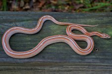 Zahara 06_2014 (4 of 7).jpg