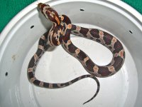 Madras Baby G-2-2.jpg