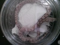 snakey baby1.jpg snakey baby1.jpg