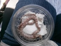 snakey baby2.jpg snakey baby2.jpg