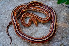 Gartersnake Ad.jpg