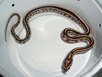 Gartersnake's First Meal 001.jpg