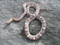 Anerymot.jpg