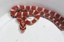IMG_4371 Hypo (Het Plasma .JPG