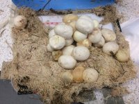 eggs early.jpg