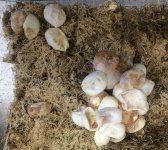 eggs top.jpg
