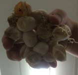 eggs bottom.jpg