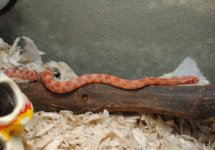 February 2013 (11) 1 (800x560).jpg February 2013 (11) 1 (800x560).jpg