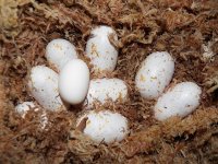 tinylacyegg.jpg