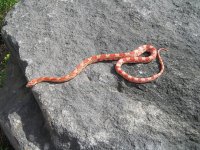 Lava.jpg