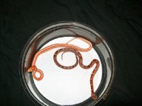 amel tessera and motley.JPG