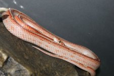 IMG_3868.JPG