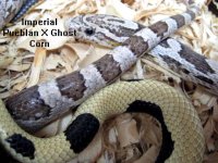 imperial pueblan x ghost forum.jpg