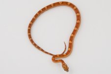 11-2-1 1-0 Sunkissed Mot.jpg