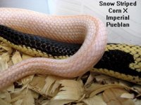 snow stripe x imperial pueblan forum.jpg