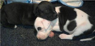 puppies.jpg
