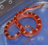 13 Piedside Male 1 2014-01-05.JPG