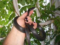 Black Racer 001.jpg