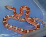 13 Piedside Male 2 2014-01-05.JPG