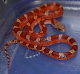 13 Piedside Male 32014-01-05.JPG