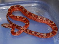 13 Piedside Male 4 2014-01-05.JPG