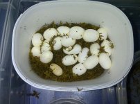eggas1.jpg