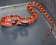 13 Piedside Male 52014-01-05.JPG