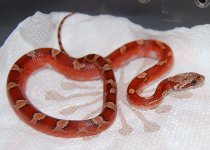 13 Piedside Female 2 2014-01-02_1.JPG