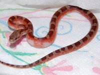 13 Piedside Female 1 2014-01-02_2.JPG