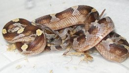 diffuse caramel hatchling side rsz.JPG
