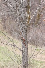 IMG_3800 800.jpg