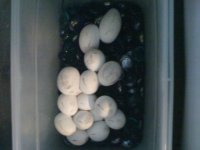 Eggs in incubator after 58days.JPG