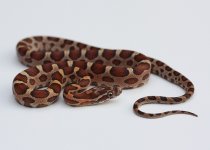 MicroScaleyearling1.jpg