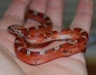 13 Paradox Piedside Female 1 2014-01-02.JPG