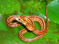 Firefly Shed Sept 2011 002cr.jpg