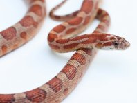 MicroScale2YR1.jpg