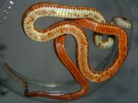 Firefly Shed Sept 2011 021cr.jpg