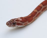 MicroScale2YR01.jpg