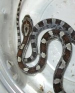 MxE caramel 8 male rsz.JPG