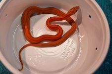 Mercury Meal Two-2.jpg