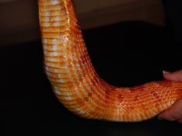 belly2.jpg