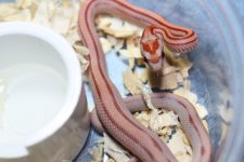 IMG_6249 Hypo Stripe (Het Butter)(50% Opal) .JPG